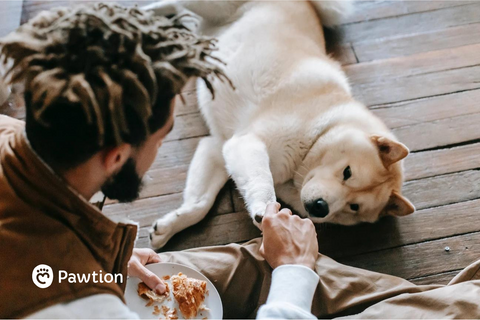 Dog Well-Being: Health Benefits Of A Varied Diet