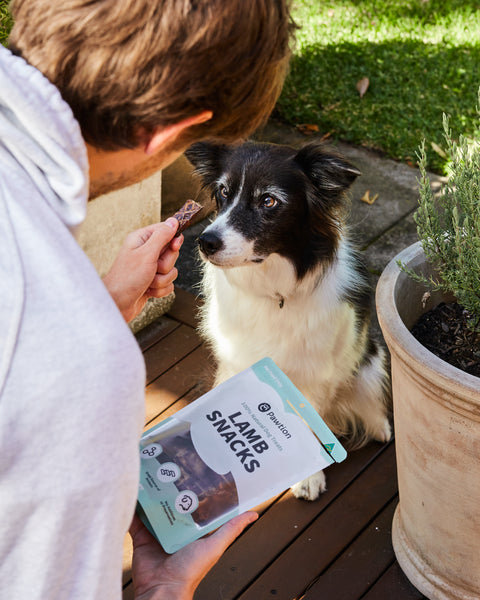 Goodies for Good Dogs: 6 Mistakes to Avoid When Training With Treats