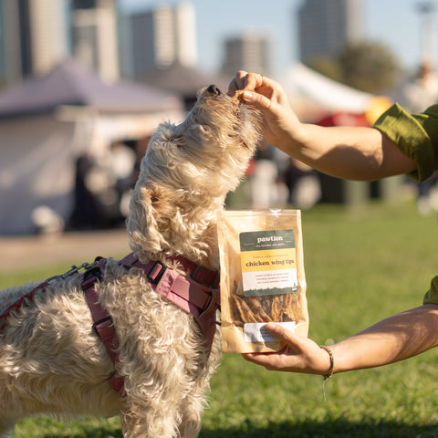 Training Your Dog: Why Great Treats Matter and How Pawtion Can Help