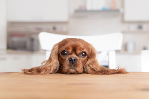 Safe, Natural Treats for Dogs You Can Find in Your Kitchen