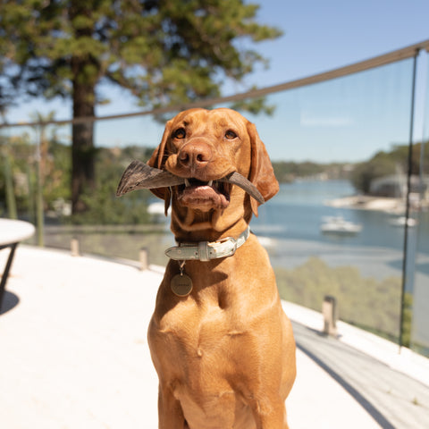 Goat Horn with Marrow