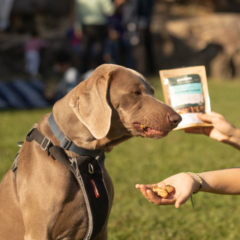 Green-Lipped Mussels