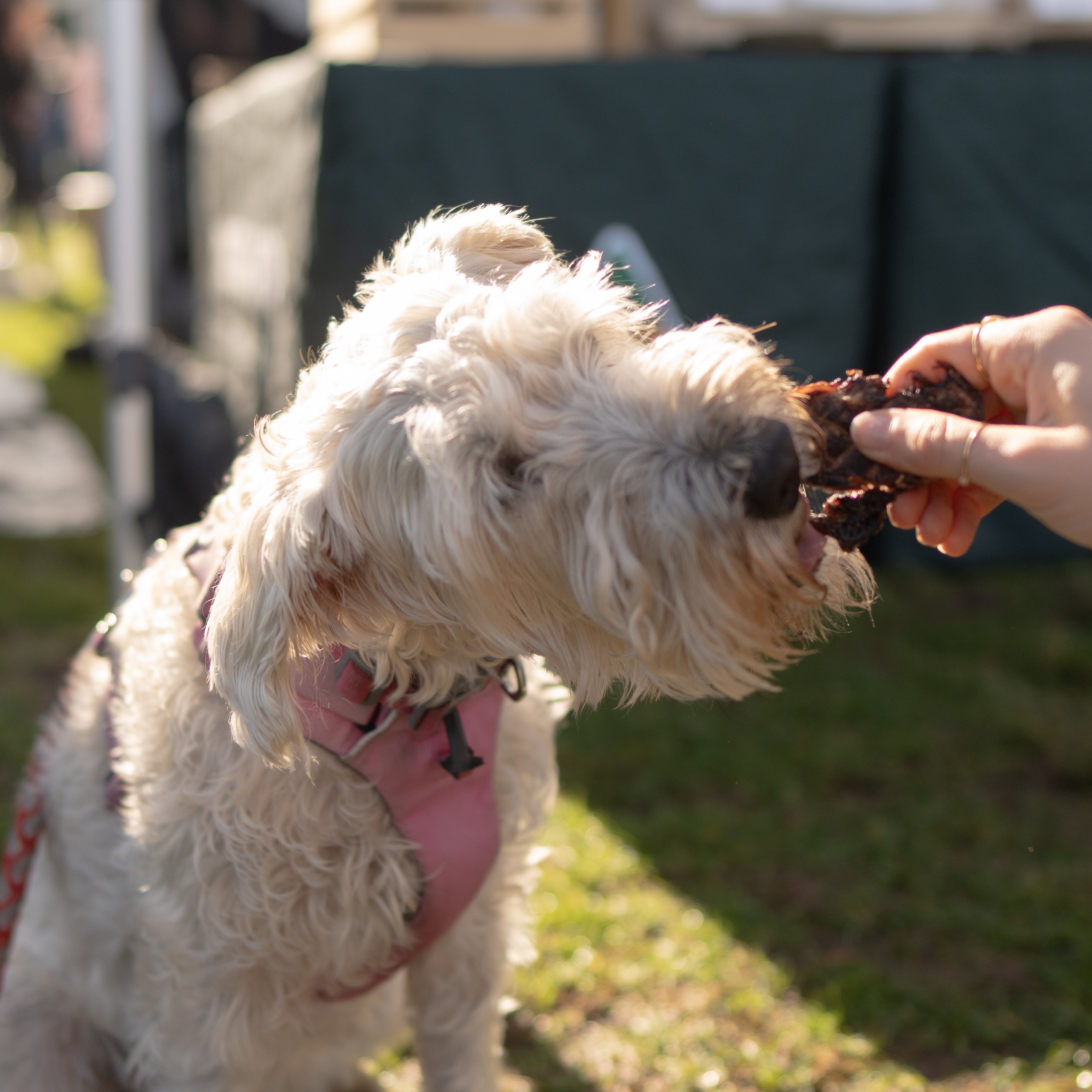 Kangaroo Jerky 100 Natural Single Ingredient Treats Pawtion