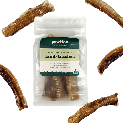 Lamb Trachea