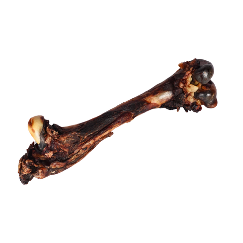 Kangaroo Femur Bone