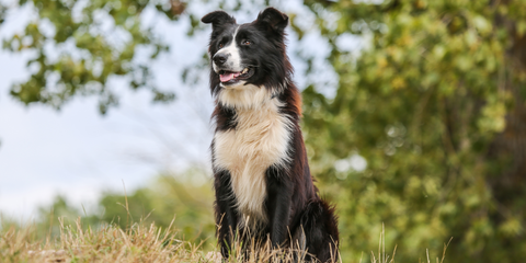 From Kangaroo to Sardines: Exploring Unique Australian Proteins for Happy, Healthy Dogs
