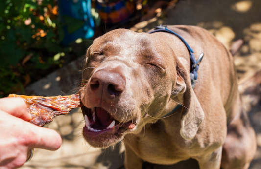 Chew on This! How to Pick Safe, Edible Chews for Your Dog