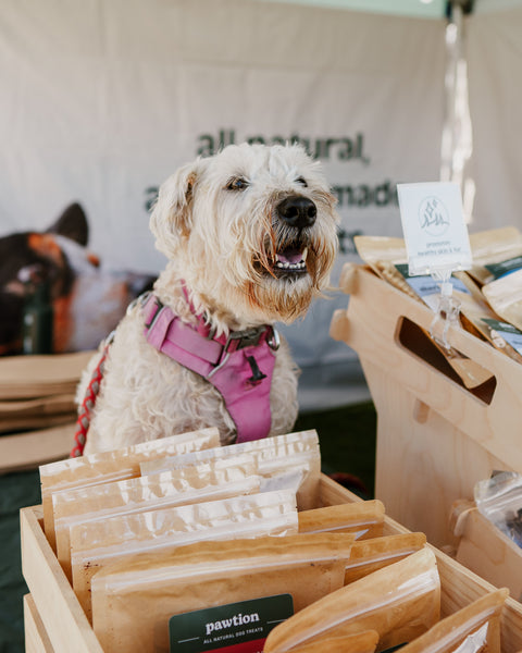 Treats for Senior Dogs: How to Choose and Support Their Aging