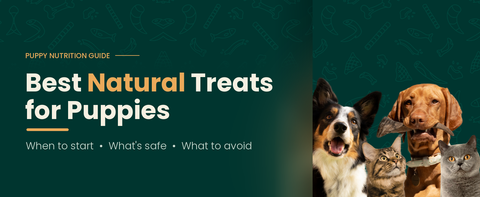 Best Natural Treats for Puppies: When to Start & What's Safe
