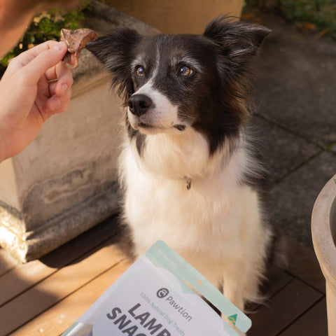Training Your Dog: Why Great Treats Matter and How Pawtion Can Help