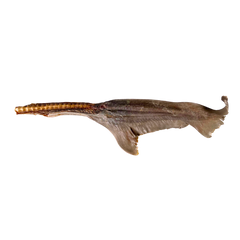 Shark Tail