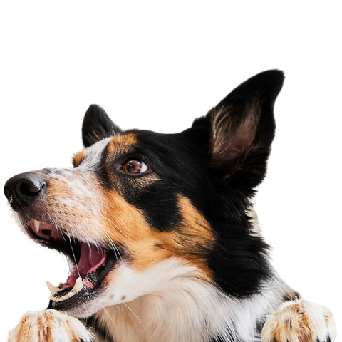 Aussie pet treats wholesale 2025